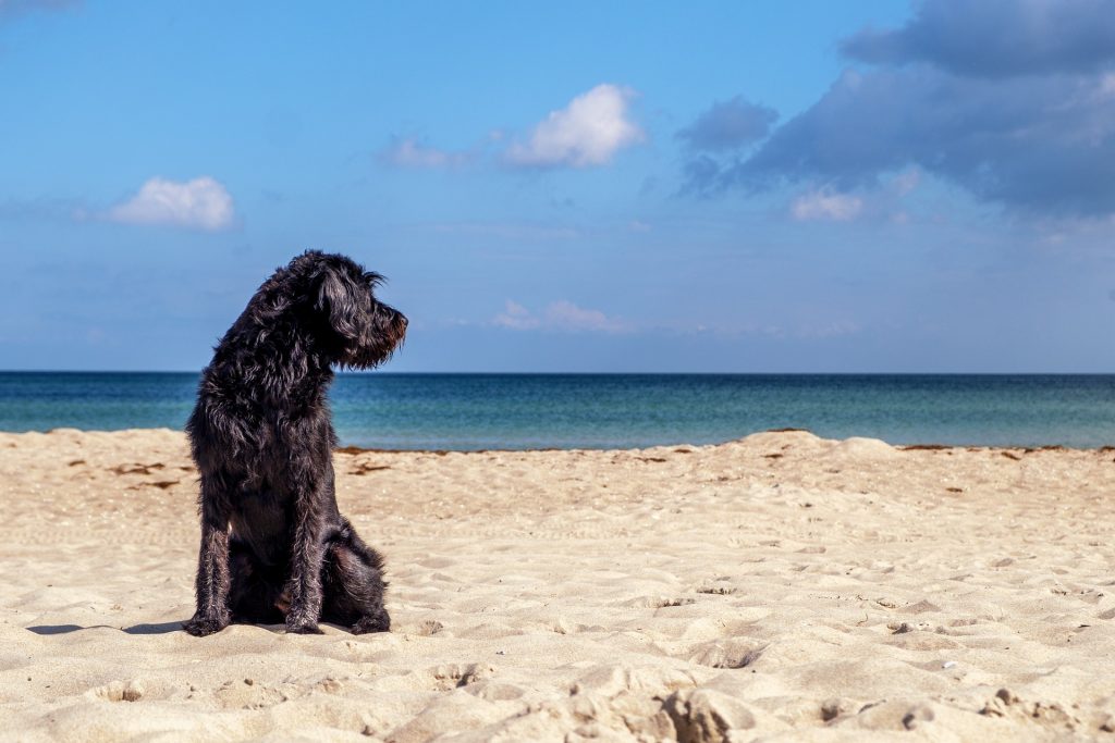 Co zabrać ze sobą na podróż z psem nad morze i w inne miejsca?
